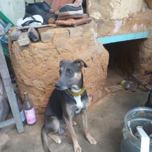 2021年、修繕が必要で保護犬たちの寝床になった窯の様子。
